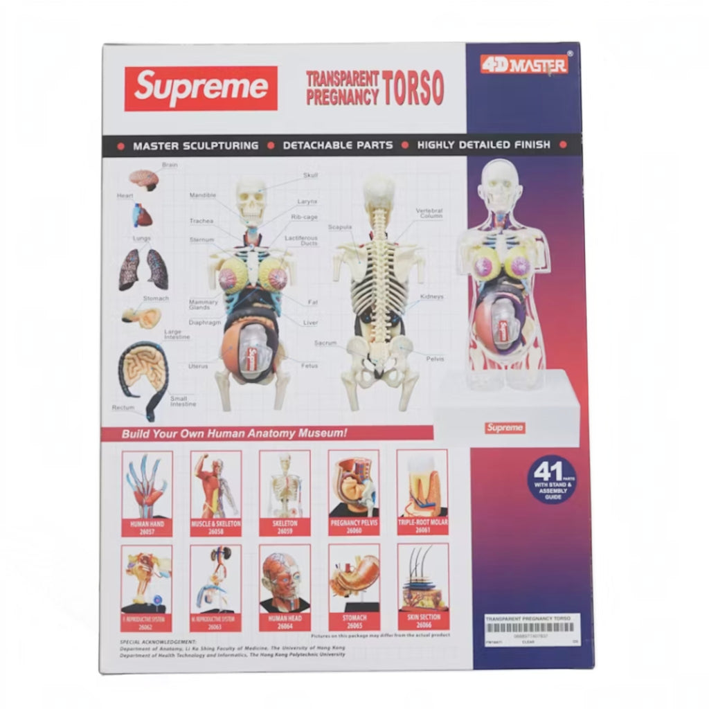 Supreme Female Anatomy Model "Clear"