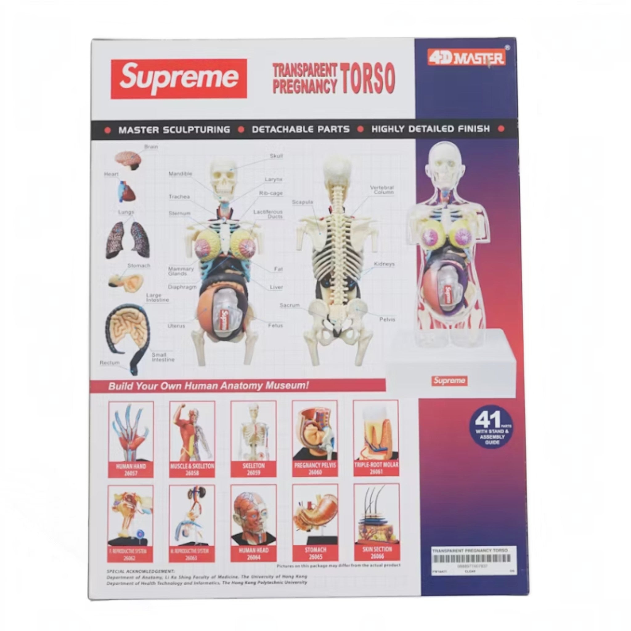 Supreme Female Anatomy Model "Clear"