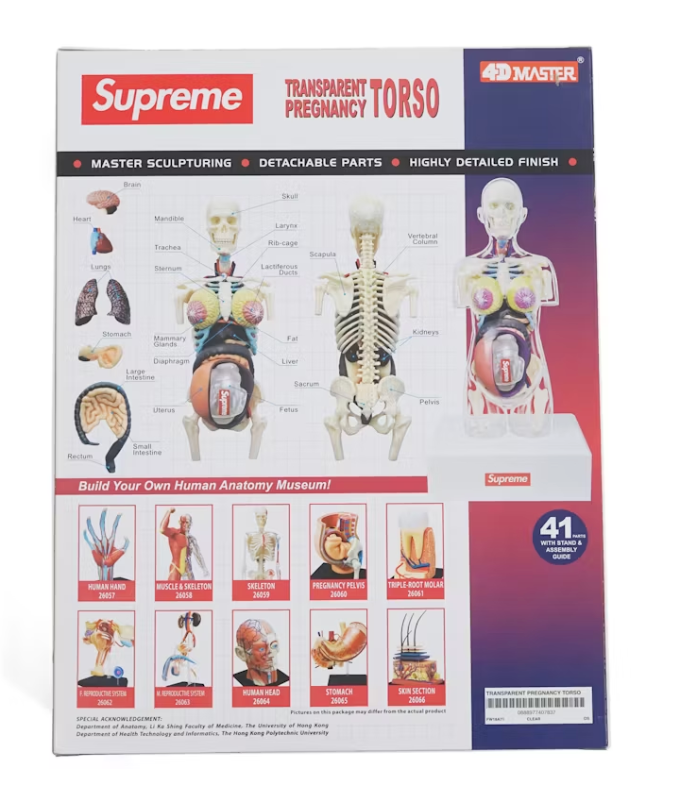 Supreme Female Anatomy Model "Clear"