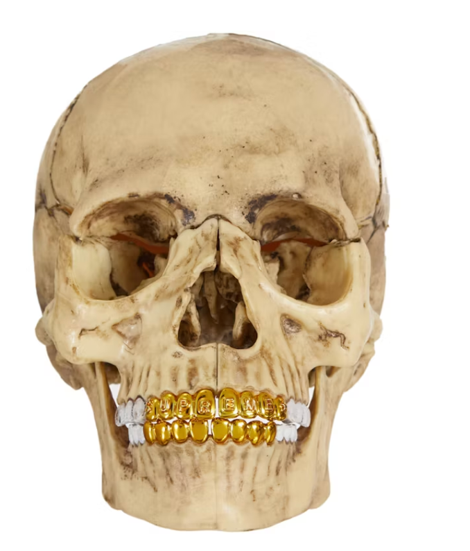 Supreme 4D Model Human Skull "Natural"
