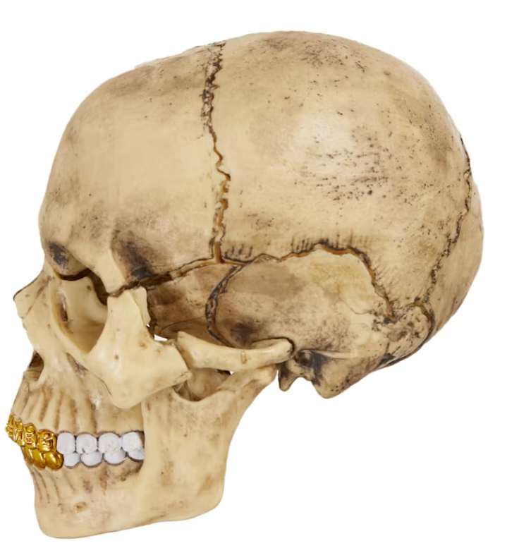 Supreme 4D Model Human Skull "Natural"