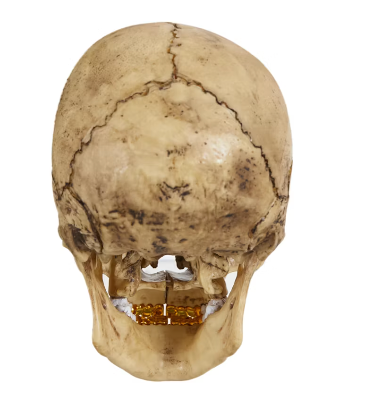 Supreme 4D Model Human Skull "Natural"