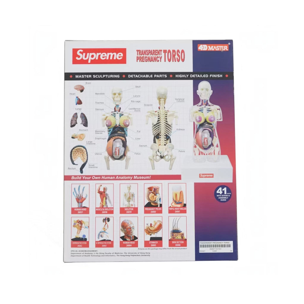 Supreme Female Anatomy Model "Clear" - Hype World