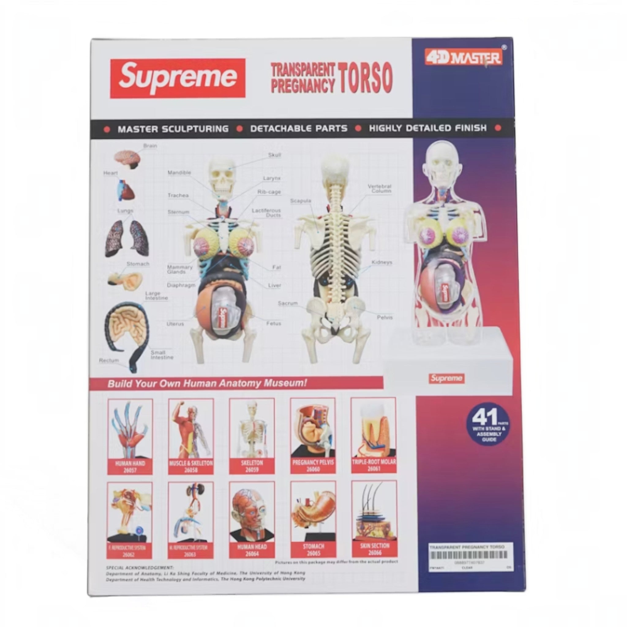 Supreme Female Anatomy Model "Clear" - Hype World