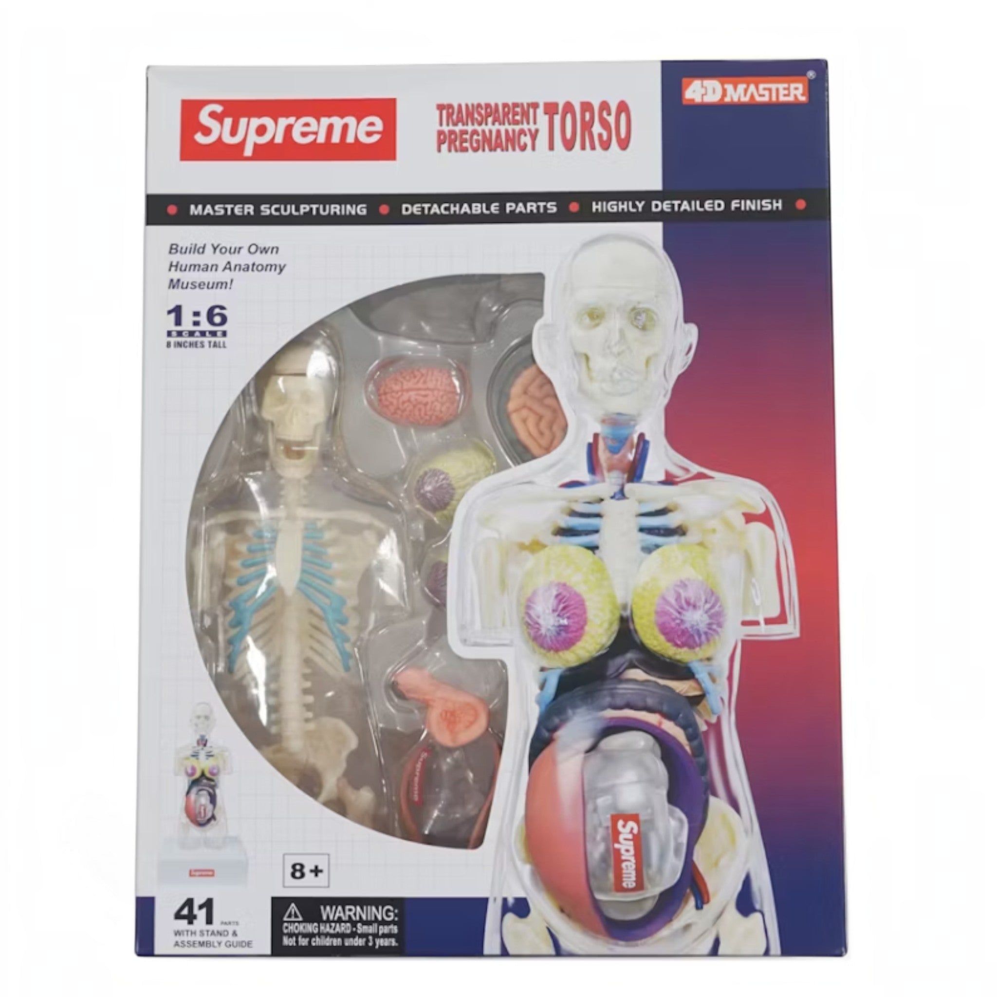 Supreme Female Anatomy Model "Clear" - Hype World